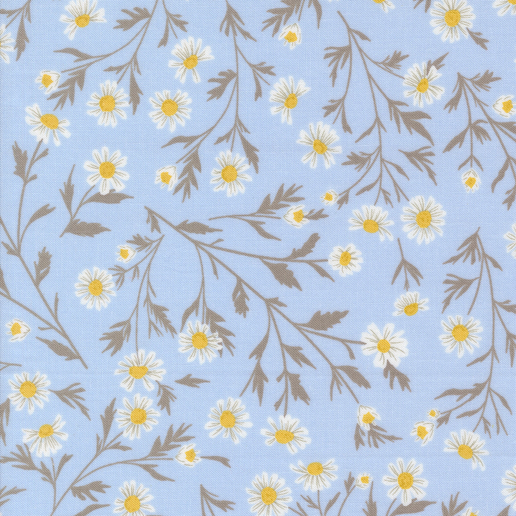Sun Drenched Wild Daisy Sky